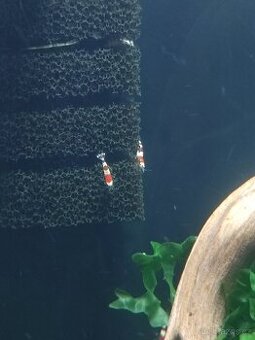 Krevetky Caridina Red Bee, Crystal Red
