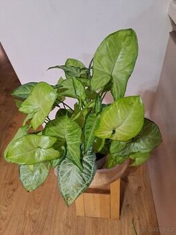 Syngonium (Syngonium Maria prodáno)