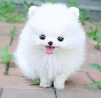 Štěňata pomeraniana k adopci.