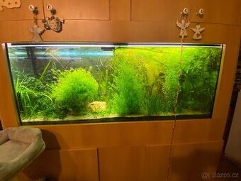 Akvarijní rostliny