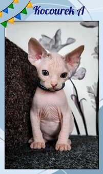 Kanadský sphynx koťátka k rezervaci - testována FeLV / FIV