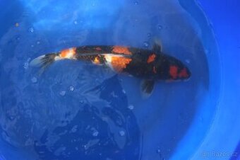 KOI zdravé krásné ryby - 1