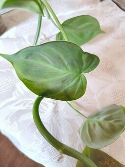 Philodendron Camposportoanum