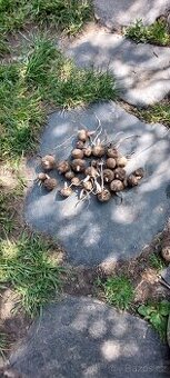zmijovec indický - Amorphophallus konjac