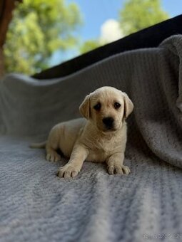 Labrador, štěňátka
