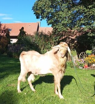 Kozel AN k dispozici