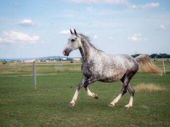 Pespektivní valach - lipicán