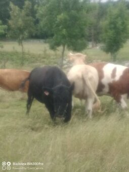 Plemenný býk Aberdeen Angus