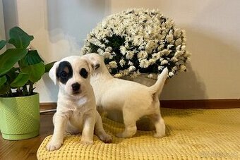 Štěňata Parson Russell Terier s PP