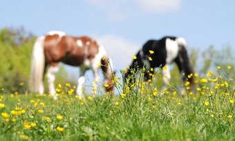 ustájení, pastva, koně, samostatná ohrada