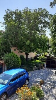 Poptávám pokácení ořešáku