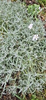 Přebytky ze zahrádky,