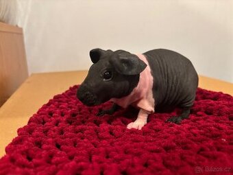 Skinny samičky s PP