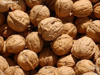 Prodám vlašské ořechy neloupané.