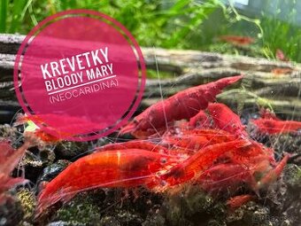 Krevetky Bloody Mary (neocaridina)