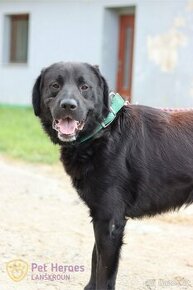 Monte ❤ hlídací retrívr ❤