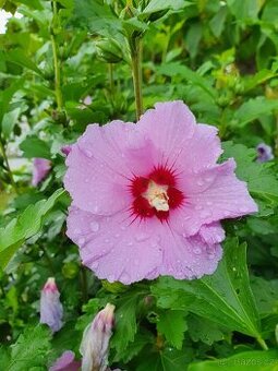 Ibišek syrský růžovofialový