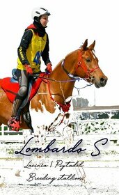 Plnokrevný arab - Připouštění- zapůjčení na sezónu 2026