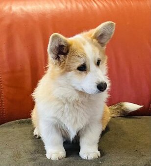 Welsh Corgi Pembroke s PP