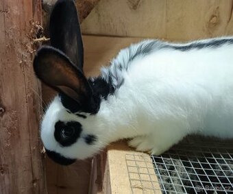 Německý obrovitý strakáč - samci