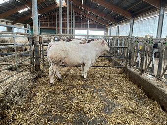 Plemenný býk charolais