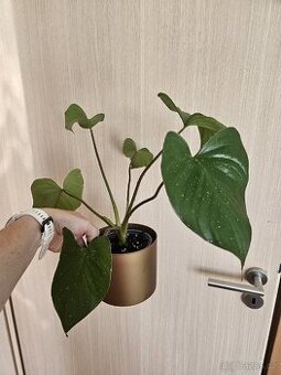 pokojová rostlina- Homalomena rubescens Maggy