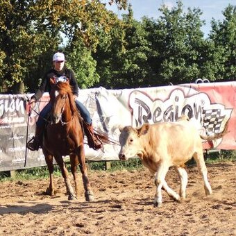 QH kobyla - 1