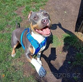 American bully