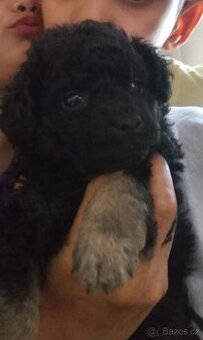 Pudla