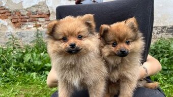 Štěňata Pomeranian/Špic