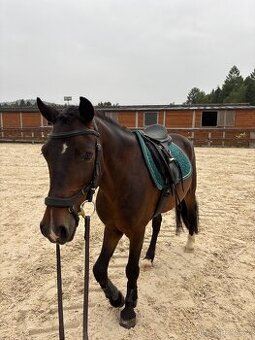 Krásný 8 letý valach - pony A