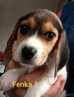 Bígl, trikolor štěňátka
