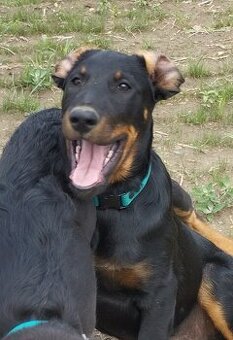 Beauceron s PP