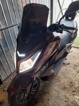 Kentoya maximus 125
