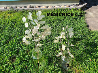 Sušené květiny - MĚSÍČNICE. - 1