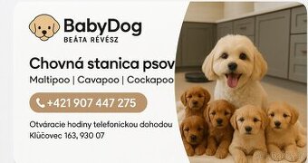 Maltipoo cavapoo Cockapoo