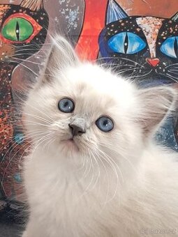 Koťátka ragdoll s PP