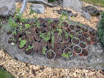 Sazenice ptačí zob