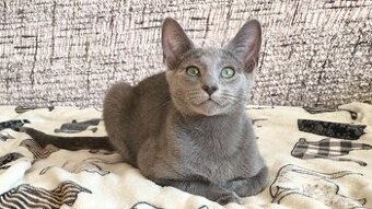 Ruská modrá kokčka s PP