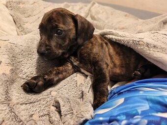 Jezevčík x francouzský buldoček