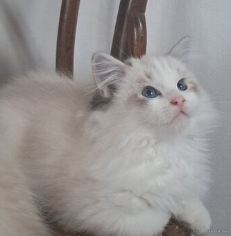 Koťátka  ragdoll s PP (FIFE)