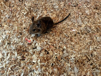 Daruji dvě mladé samice osmáka degu