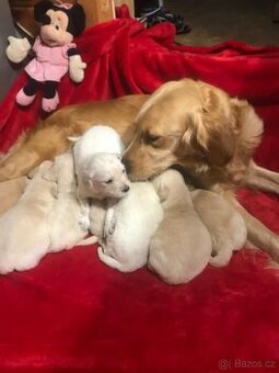 Štěňata Zlatý Retrivr