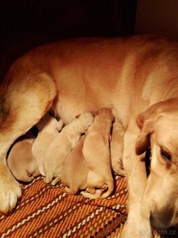 Zlatý retrívr bez PP