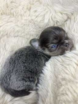 Čivava s PP - REZERVACE