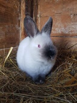 Kalifornský černý