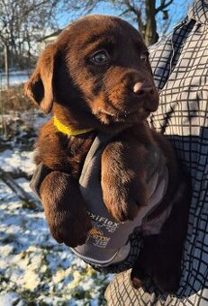 Labradorský retrívr bez PP