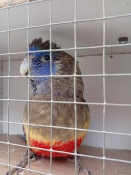 Papoušek rudobřichý