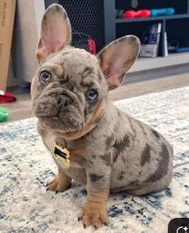 koupím francouzského buldočka