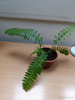 Nephrolepis biserrata- kapradina